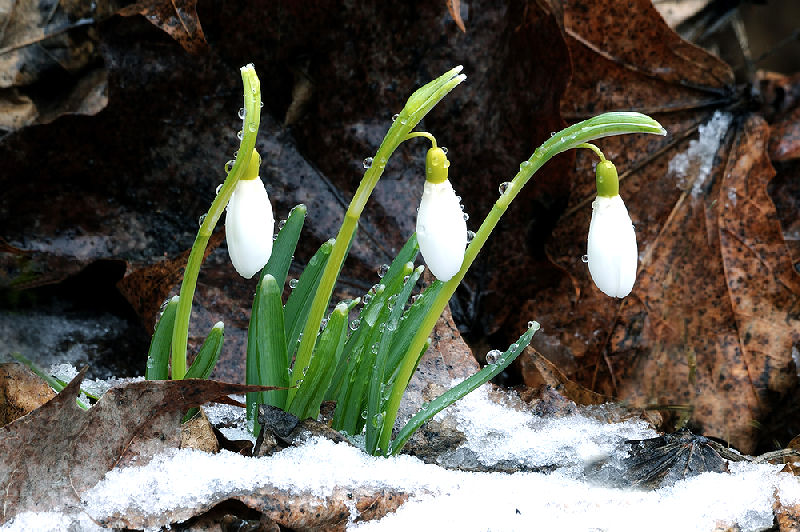 Gedichte der Genesung, Frühling