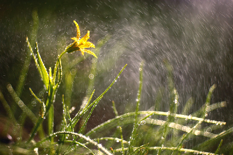 Goethe Gedichte - Gefunden - eine unscheinbare Waldblume