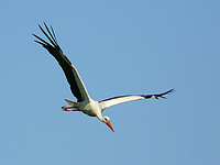 Flotte Sprüche - Fliegender Storch